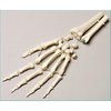 Denoyer-Geppert Anatomical Model, Prem Left Hand w/Forearm Loosely Strung SB38-S